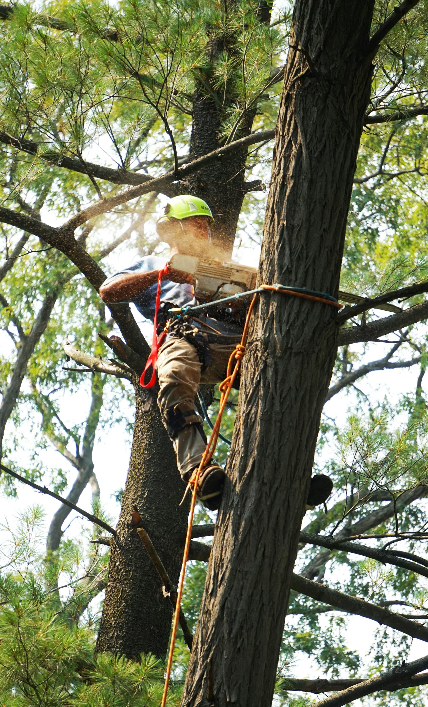 Large Tree Removal